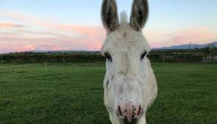 Marlhill open farm www.talbothotelclonmel.ie